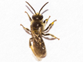 Lasioglossum leucozonium